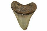 Fossil Megalodon Tooth - North Carolina #351156-1